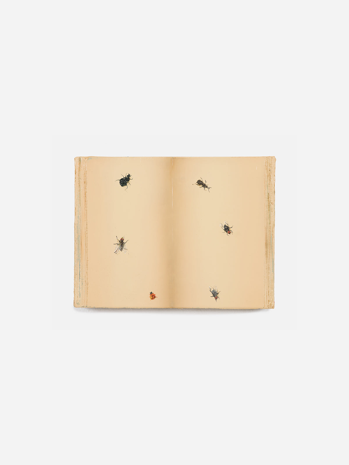 Książka z owadami (Book with Bugs), 2024