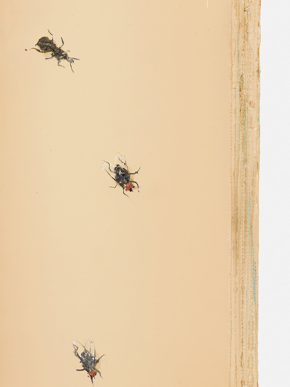 Książka z owadami (Book with Bugs), 2024