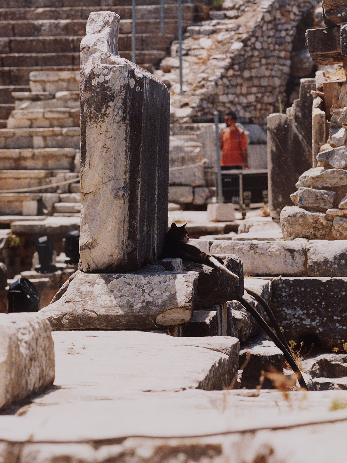 Cats (Cat X sitting in the shadow of the theater of Ephesus), 2024