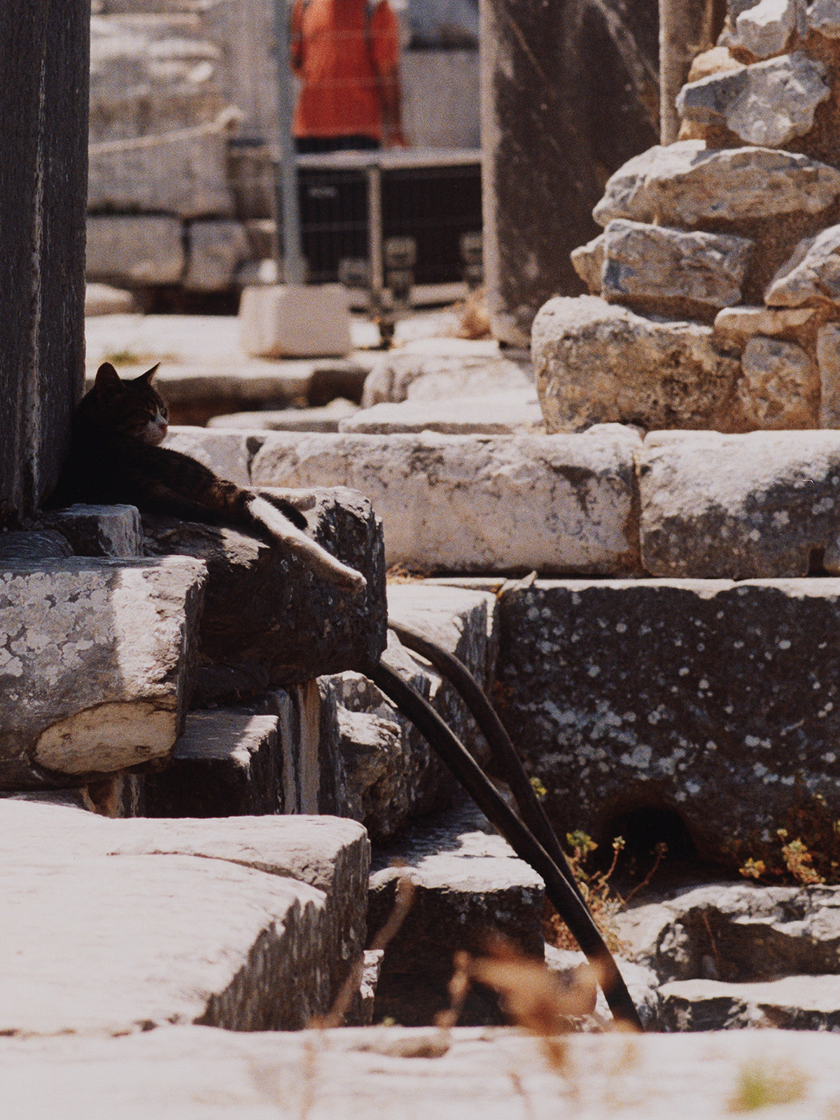 Cats (Cat X sitting in the shadow of the theater of Ephesus), 2024