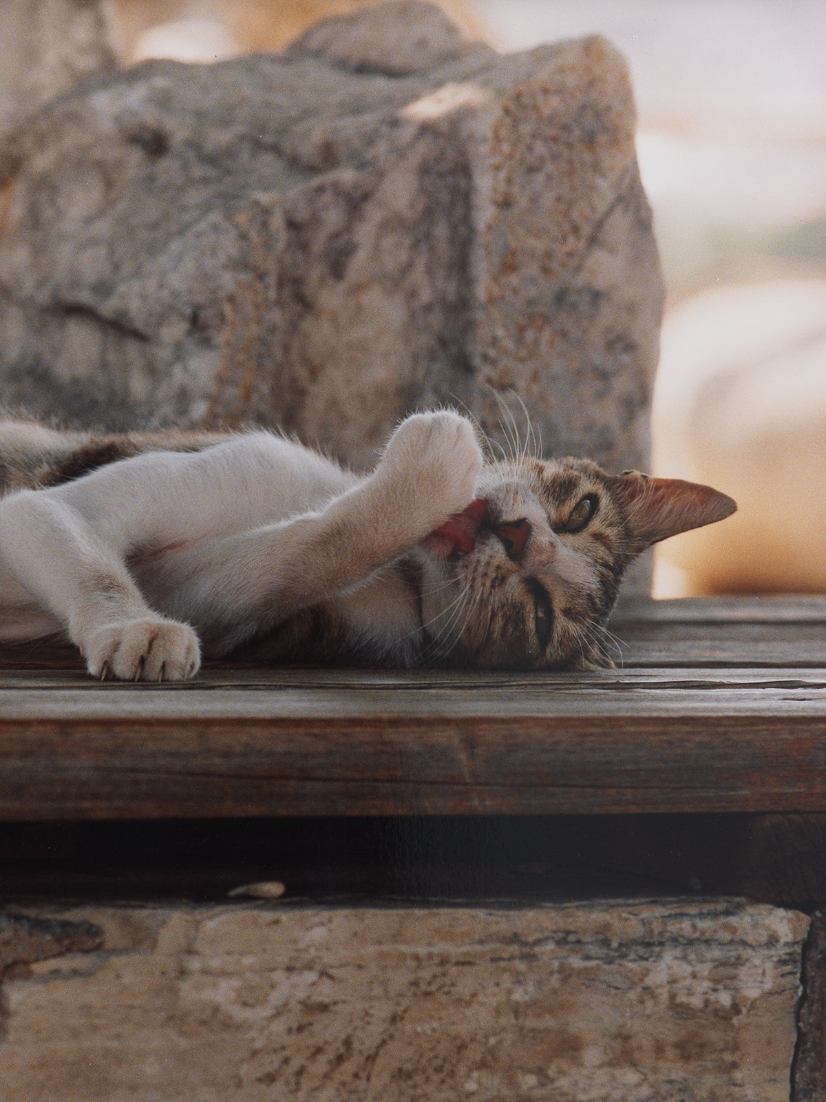 Cats (Cat XIII cleaning herself on the Terrasse of the Basilica of Saint John), 2024