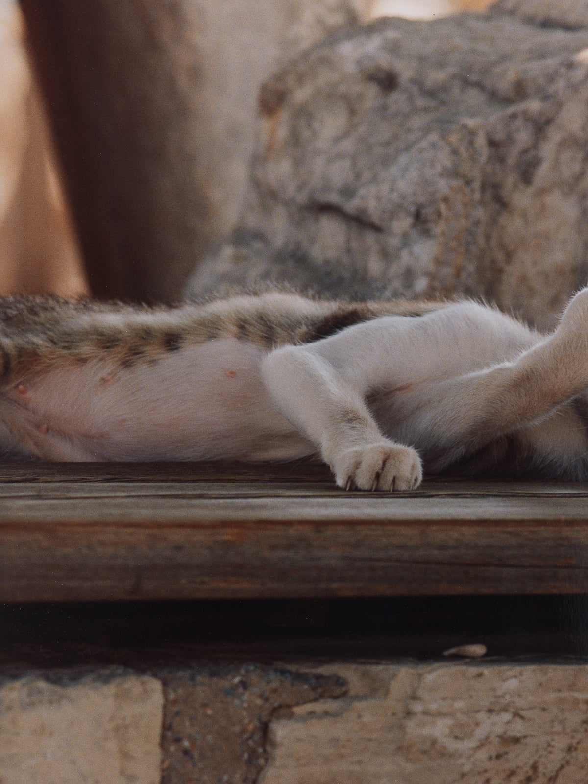 Cats (Cat XIII cleaning herself on the Terrasse of the Basilica of Saint John), 2024