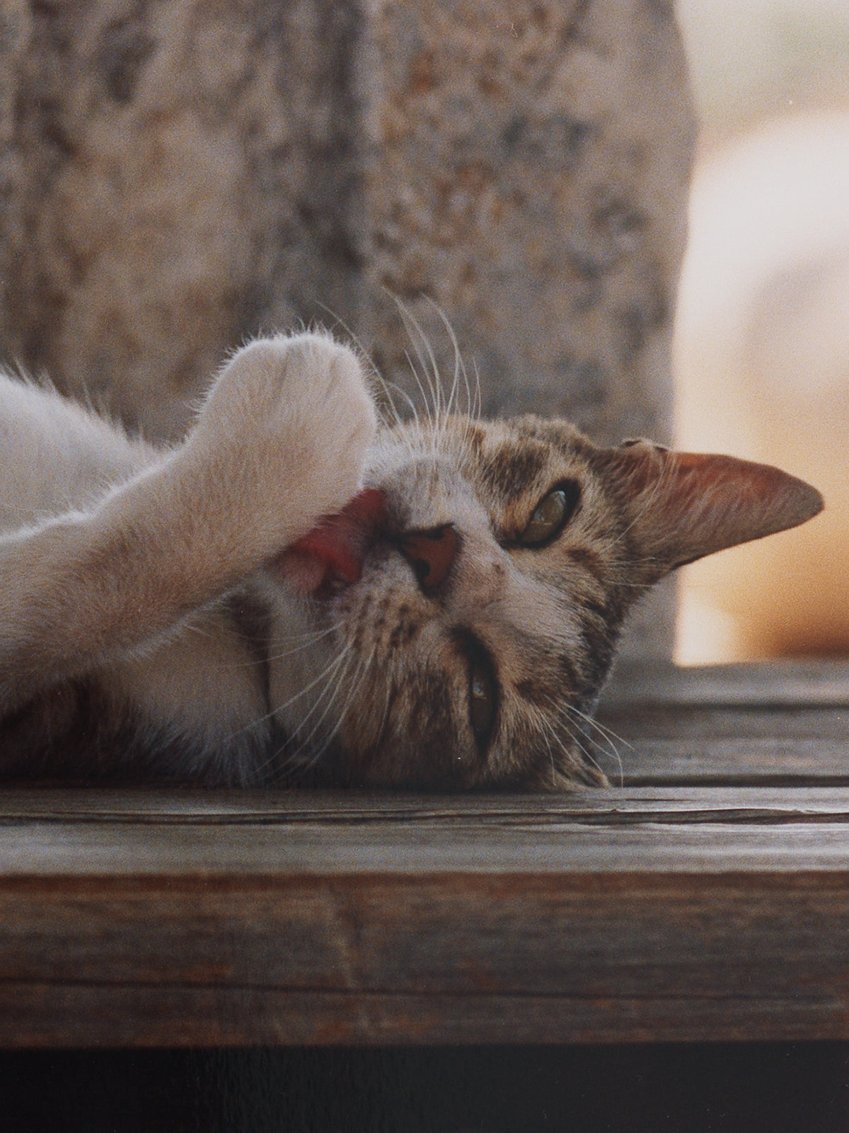 Cats (Cat XIII cleaning herself on the Terrasse of the Basilica of Saint John), 2024