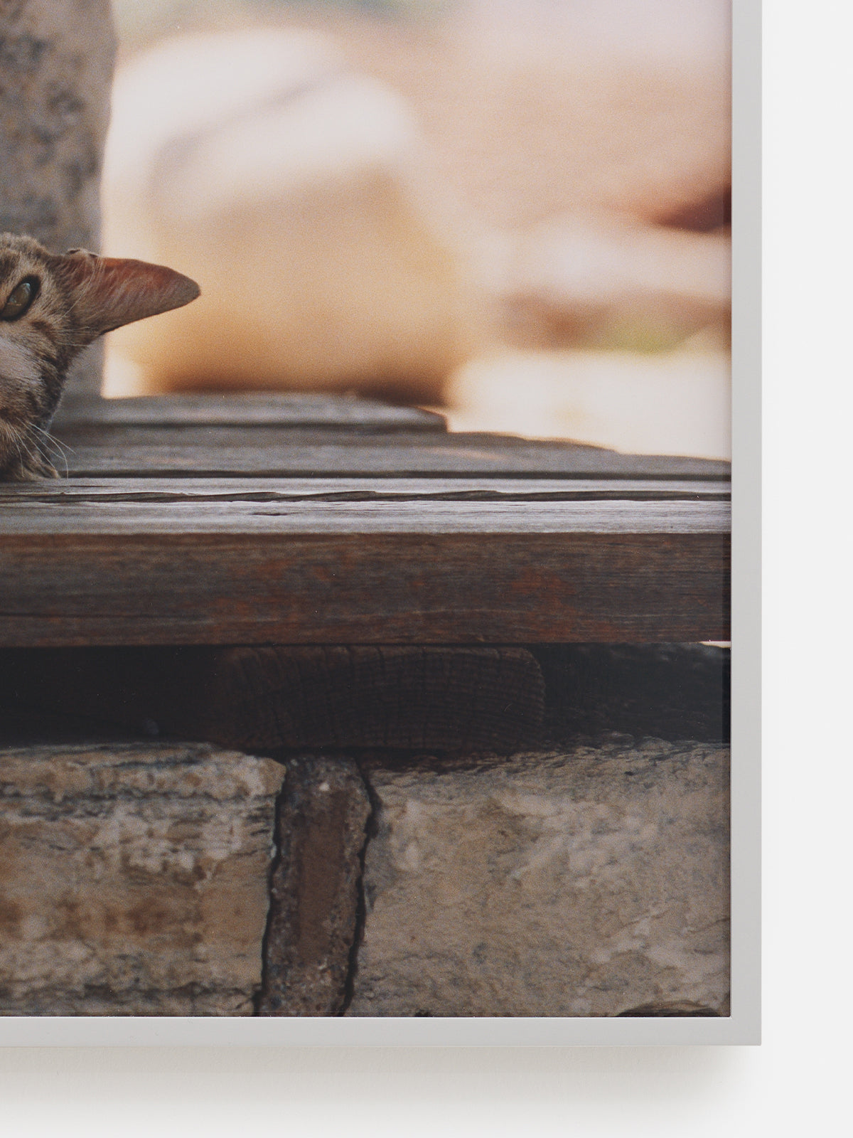 Cats (Cat XIII cleaning herself on the Terrasse of the Basilica of Saint John), 2024